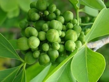Green Aegle Marmelos Plant Seeds for Planting heirloom & Non-GMO Seeds
